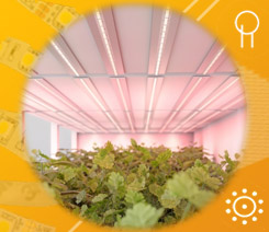 Светодиодная лента FITOLUX