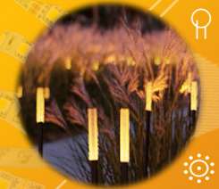 CHAMPAGNE/CANNA — в гармонии с природой.