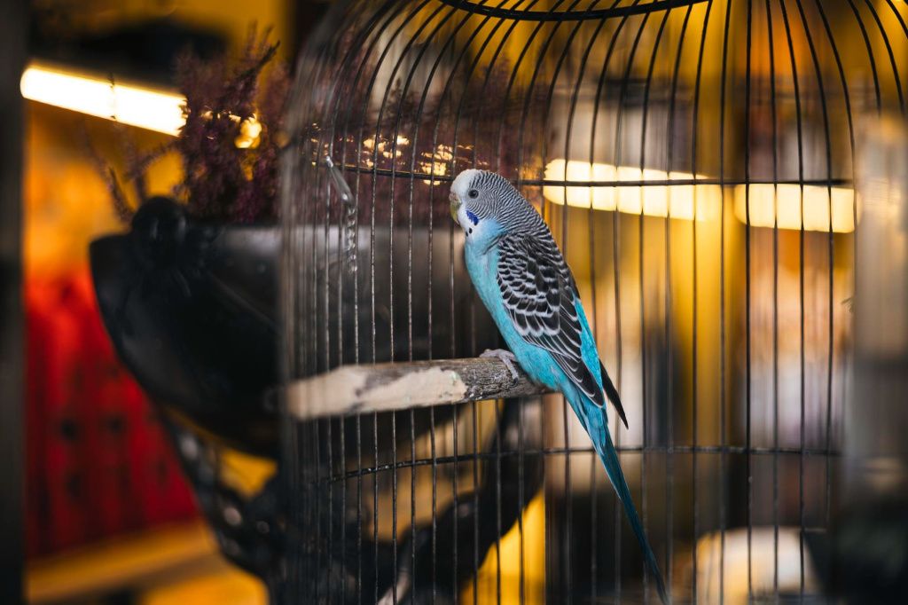 Попугай в клетке под лампой