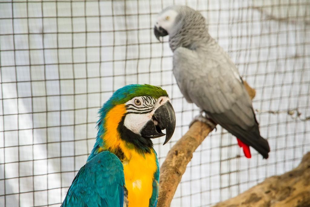 Попугай ара