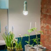 светодиодная фитолампа для растений  А60 15W  UL-00007405 LED-A60-15W-SPFB-E27-CL спектр для фотосинтеза