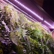 фитолента 2835 220V  7.5W/m 42Led/метр герм (силикон) UL-00008924 ULS-P71-2835-42LED-m-IP65-3M-SPLE RRP24C00 (3метра) для фотосинтеза