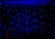 гирлянда ЗАНАВЕС  20W Синий RL-CS2*1.5-B/B, черный провод, облегченный 2*1.5 м., 220V, 300 Led, IP54, статика