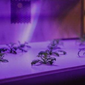 Как правильно подсвечивать рассаду фитолампой