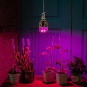 светодиодная фитолампа для растений  M80  20W 11098 LED-M80-20W/SP/E27/CL ALS55WH  IP54 для рассады и цветения