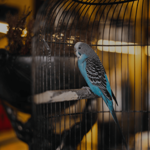 Светильники для птиц: какие бывают и как выбрать