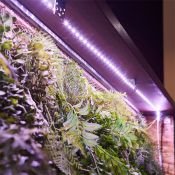 фитолента 2835 220V  7.5W/m 42Led/метр герм (силикон) UL-00008924 ULS-P71-2835-42LED-m-IP65-3M-SPLE RRP24C00 (3метра) для фотосинтеза