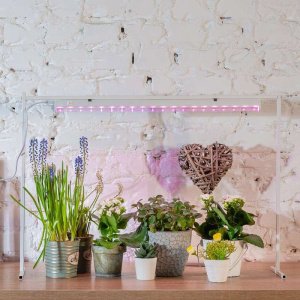 Фитолампа для растений – критерии выбора