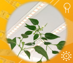 Светодиодная фитолента FITOLUX-SE-A144 для ускоренного роста растений