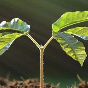 Досветка рассады и цветов в домашних условиях